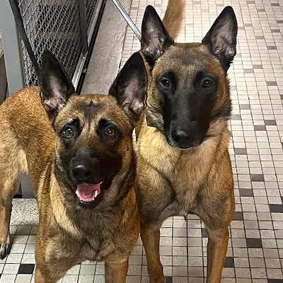 Photo de DetectDOG