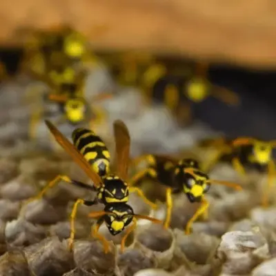 Photo de Insectis Sàrl Vaud - Expert guêpes & frelons